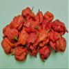 Dragons Breath 5+ Dried Peppers view 2