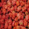 Dragons Breath 5+ Dried Peppers view 3