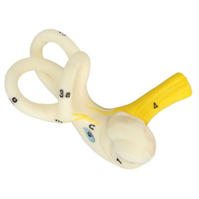 Ear Model, 5X Magnification Human Ear Ear Semicircular Canal Anatomical Clear Human Anatomy Structure Ear Cochlea Human Ear Anatomy Displaying for School