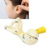 Ear Model, 5X Magnification Human Ear Ear Semicircular Canal Anatomical Clear Human Anatomy Structure Ear Cochlea Human Ear Anatomy Displaying for School view 3