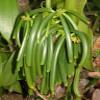 50 Tahitian Extract Grade B Natural Vanilla Beans 5~6" by Vanilla Products USA view 4