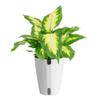 Costa Farms Dieffenbachia Live Indoor Plant, Easy to Grow Houseplant, Potted in Indoors Garden Nursery Plant Pot, Potting Soil Mix, Grower's Choice, Home and Office Plants Decor, 1 Foot Tall view 1