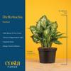 Costa Farms Dieffenbachia Live Indoor Plant, Easy to Grow Houseplant, Potted in Indoors Garden Nursery Plant Pot, Potting Soil Mix, Grower's Choice, Home and Office Plants Decor, 1 Foot Tall view 4