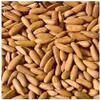ROSEVILLA RiTrue - Jumbo Chilgoza Pine Nuts with Shell - 100 Gm - Organic Chilgoza Nuts | Exotic | Vegan | Raw view 2