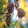 ROSEVILLA RiTrue - Jumbo Chilgoza Pine Nuts with Shell - 100 Gm - Organic Chilgoza Nuts | Exotic | Vegan | Raw view 4