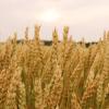 Soft Red Wheat Berries Organically Grown in Michigan, Farmer Direct, USDA Organic Certified, Non-GMO, 10 Lbs Total // Findlay's Organics view 3