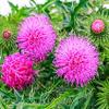 milk thistle liver complex - LIVER SUPPORT TEA HERBAL, 14 Days, caffeine free, non gmo, gluten free - dandelion root bulk herb, 2 Bags view 3