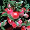 Small Bonsai Artificial Bonsai Tree - Jade Bonsai Decoration Artificial House Plants Jade Shou Peach Tree Bonsai Plant for Decoration Desktop Display Artificial Potted Plants view 3