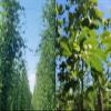 Galaxy (Australia) Hop Pellets 8 oz BSG Select Handcraft Hops view 3