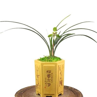 CYMUS Live Orchid Plants -Easy Care Orchids Air Purifying Live Houseplant Chinese cymbidium goeringii