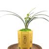 CYMUS Live Orchid Plants -Easy Care Orchids Air Purifying Live Houseplant Chinese cymbidium goeringii  view 1