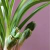 CYMUS Live Orchid Plants -Easy Care Orchids Air Purifying Live Houseplant Chinese cymbidium goeringii  view 2