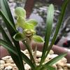 CYMUS Live Orchid Plants -Easy Care Orchids Air Purifying Live Houseplant Chinese cymbidium goeringii  view 3