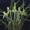 CYMUS Live Orchid Plants -Easy Care Orchids Air Purifying Live Houseplant Chinese cymbidium goeringii  view 4
