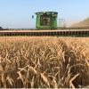 Soft White Wheat Berries Organically Grown in Michigan, Farmer Direct, USDA Organic Certified, Non-GMO, 10 Lbs Total // Findlay's Organics view 2