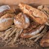 Soft White Wheat Berries Organically Grown in Michigan, Farmer Direct, USDA Organic Certified, Non-GMO, 10 Lbs Total // Findlay's Organics view 4