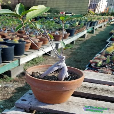 Green Bear Live Indoor "Ficus microcarpa' Glossy Leaf fig Indoor Bonsai Tree-4 Years Old 5" to 8" Tall with Decorative Container, Small