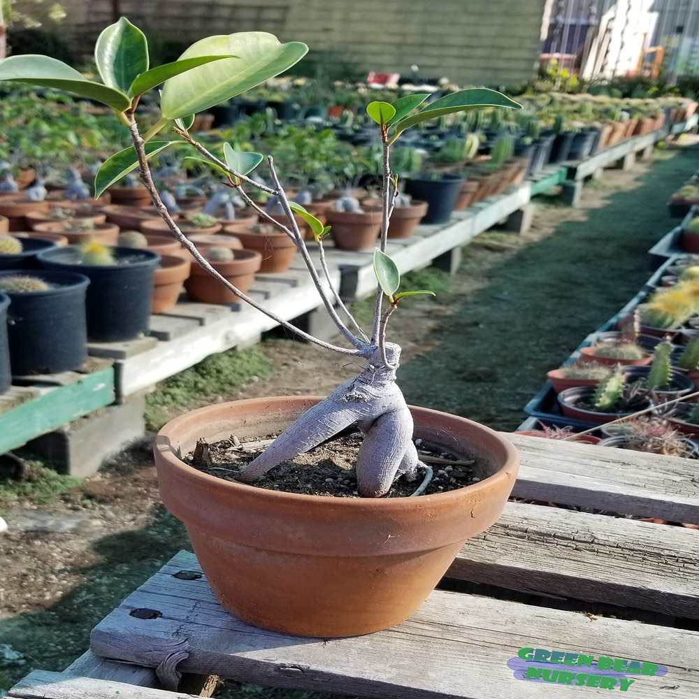 Green Bear Live Indoor "Ficus microcarpa' Glossy Leaf fig Indoor Bonsai Tree-4 Years Old 5" to 8" Tall with Decorative Container, Small