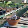 Green Bear Live Indoor "Ficus microcarpa' Glossy Leaf fig Indoor Bonsai Tree-4 Years Old 5" to 8" Tall with Decorative Container, Small view 1