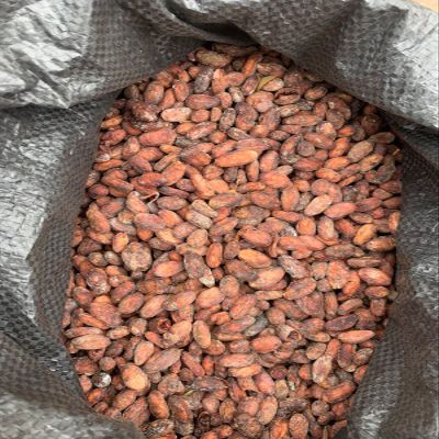 Ecuadorian RAW Cacao Beans Organic Made in Balzar Ecuador (1 Oz)