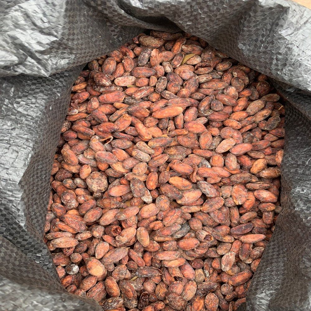 Ecuadorian RAW Cacao Beans Organic Made in Balzar Ecuador (1 Oz)