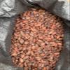 Ecuadorian RAW Cacao Beans Organic Made in Balzar Ecuador (1 Oz) view 1