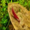 Imperial Tropicals Sakura Grade Cherry Shrimp (Neocaridina davidi) (25 Pack) Unsexed view 1