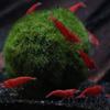 Imperial Tropicals Sakura Grade Cherry Shrimp (Neocaridina davidi) (25 Pack) Unsexed view 2