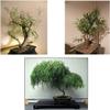 Bonsai Willow Tree Bundle - 1 Each of Dwarf Weeping, Globe Willow, Black Willow Tree Cuttings - Large Thick Trunks - Live Indoor Outdoor Bonsai Trees view 1