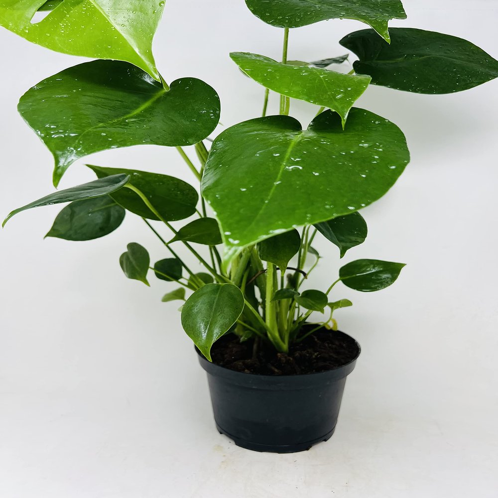 Split Leaf Philodendron 6" Pot - Monstera - Edible Fruit Tastes Like Pineapple