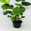 Split Leaf Philodendron 6" Pot - Monstera - Edible Fruit Tastes Like Pineapple view 1