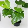 Split Leaf Philodendron 6" Pot - Monstera - Edible Fruit Tastes Like Pineapple view 2