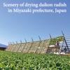 Pickled daikon radish, Savory Soy sauce flavor, 4.2oz x 3 packs, Authentic Japanese pickles, Product of Japan view 4