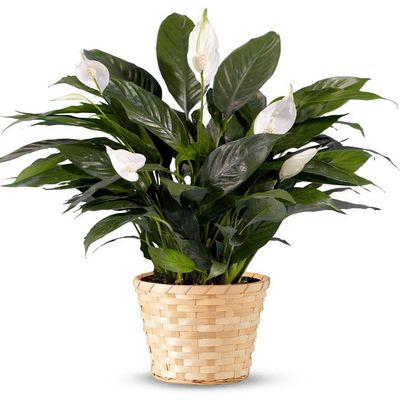 From You Flowers - Serene Peace Plant for Birthday, Anniversary, Get Well or Celebration
