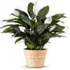 From You Flowers - Serene Peace Plant for Birthday, Anniversary, Get Well or Celebration view 1