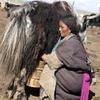 Fresh Himalayas Yak Cheese Hard Rock Small Nuts for Men's - Forget Biting Nail-Keep your mouth Busy, Protein Rich Organic Yak Cheese Chhurpi Nuts for Human - Product of Himalayan, Nepal view 2