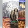 Fresh Himalayas Yak Cheese Hard Rock Small Nuts for Men's - Forget Biting Nail-Keep your mouth Busy, Protein Rich Organic Yak Cheese Chhurpi Nuts for Human - Product of Himalayan, Nepal view 3