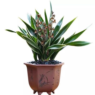 Cymbidium sinense 'Moon Crown'  3 Stems Easy Care Large Flowers Orchids  Without Buds