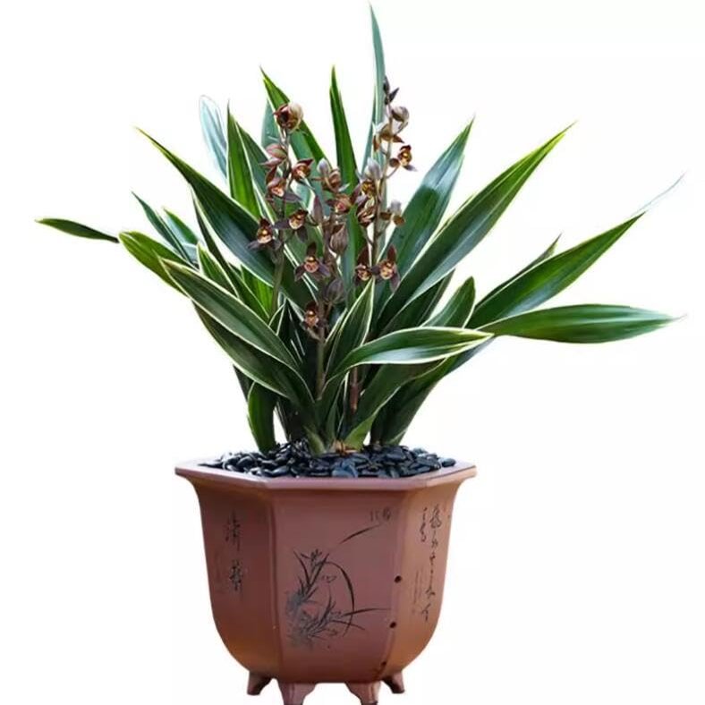 Cymbidium sinense 'Moon Crown'  3 Stems Easy Care Large Flowers Orchids  Without Buds