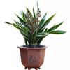 Cymbidium sinense 'Moon Crown'  3 Stems Easy Care Large Flowers Orchids  Without Buds view 1