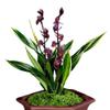 Cymbidium sinense 'Moon Crown'  3 Stems Easy Care Large Flowers Orchids  Without Buds view 2