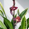Cymbidium sinense 'Moon Crown'  3 Stems Easy Care Large Flowers Orchids  Without Buds view 3