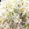 Mung Beans Sprouting Seeds One Pound Non-GMO for Sprouts and Microgreens view 2