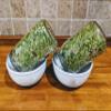Mung Beans Sprouting Seeds One Pound Non-GMO for Sprouts and Microgreens view 3