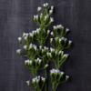 Ashland Ivory Mini Baby's Breath Spray, 12 Pack view 2
