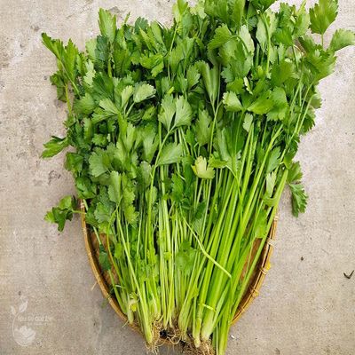 800 Chinese Celery/ ht rau cn tu ( cn ta)
