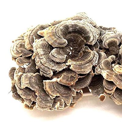 Coriolus versicolor,Turkey Tail Mushroom,Rainbow conk, CORIOLUS Pure Coriolus Versicolor,Wild Dried Rainbow Conk,100% Coriolus Versicolor,Mushroom Coriolus Versicolor (250 g(0.55 Pound))