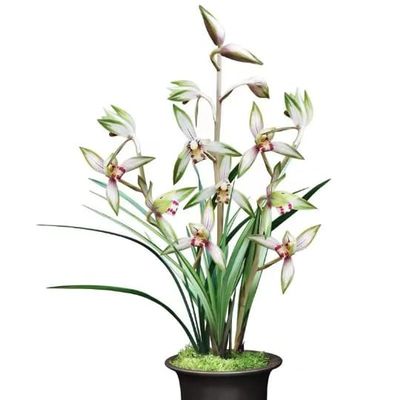 CYM Live Cymbidium Ensifolium  Orchids Perfect for Windowsills or Indoors-Shipped Without Flowers-GaoShanChunSe 