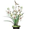 CYM Live Cymbidium Ensifolium  Orchids Perfect for Windowsills or Indoors-Shipped Without Flowers-GaoShanChunSe  view 1