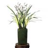 CYM Live Cymbidium Ensifolium  Orchids Perfect for Windowsills or Indoors-Shipped Without Flowers-GaoShanChunSe  view 2